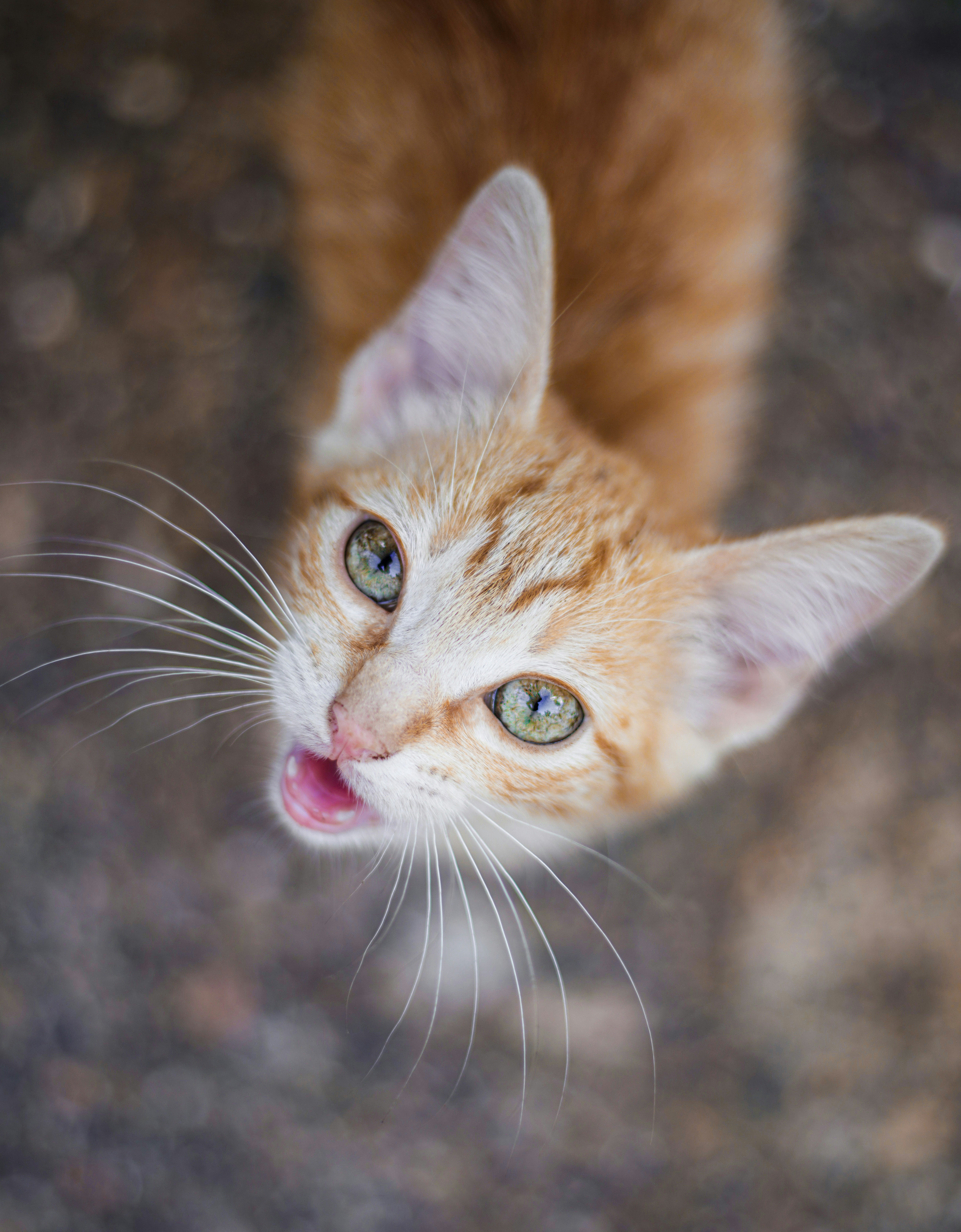 brown tabby cat with blue eyes