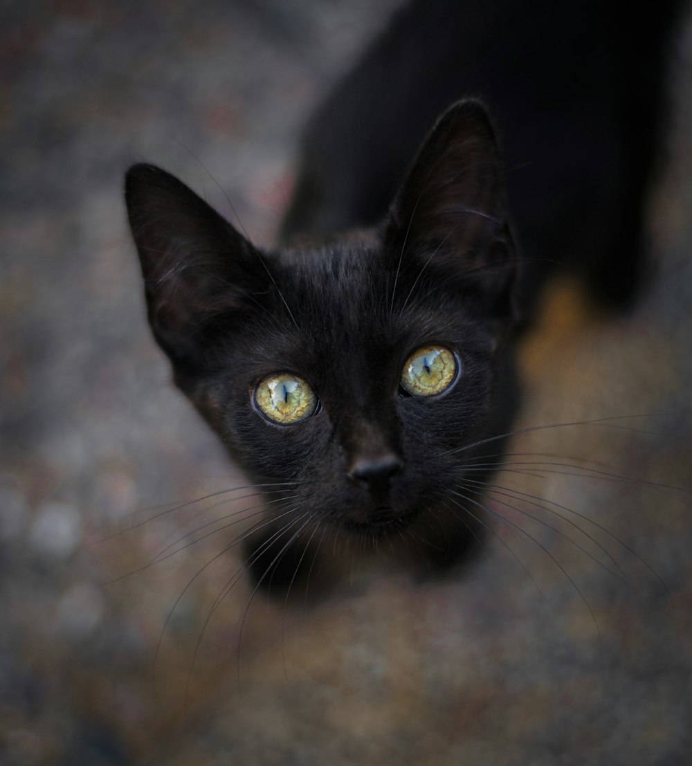 black cat with green eyes