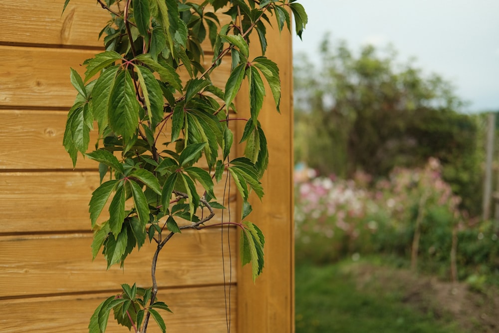 green leaves on brown wooden fence during daytime