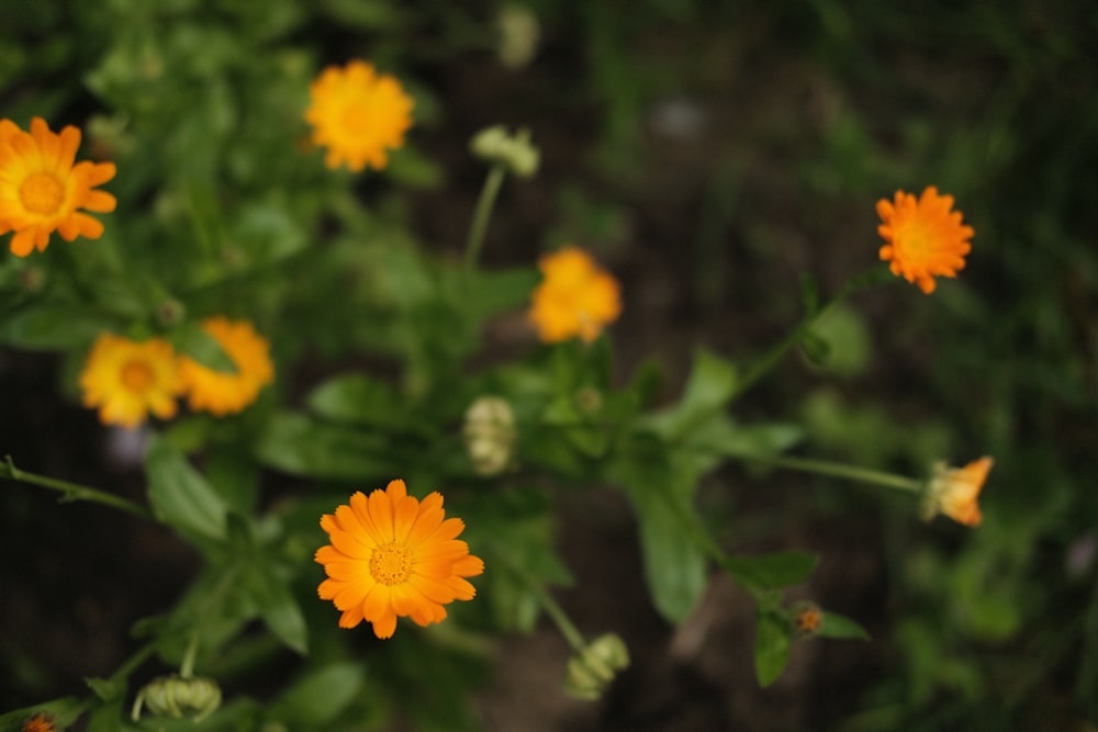 yellow flower in tilt shift lens