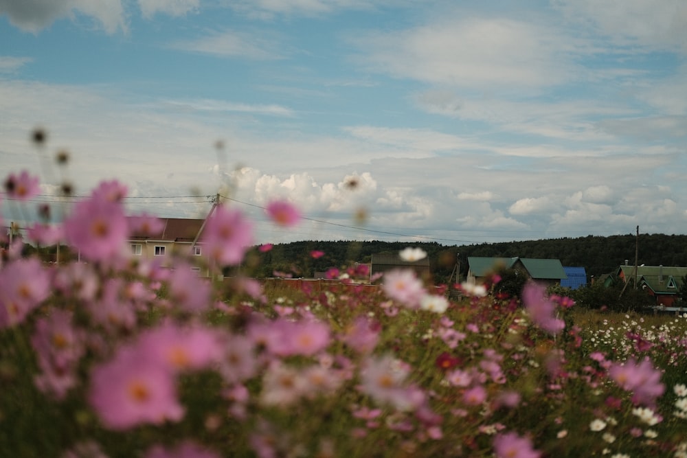 낮 푸른 하늘 아래 분홍색 꽃밭