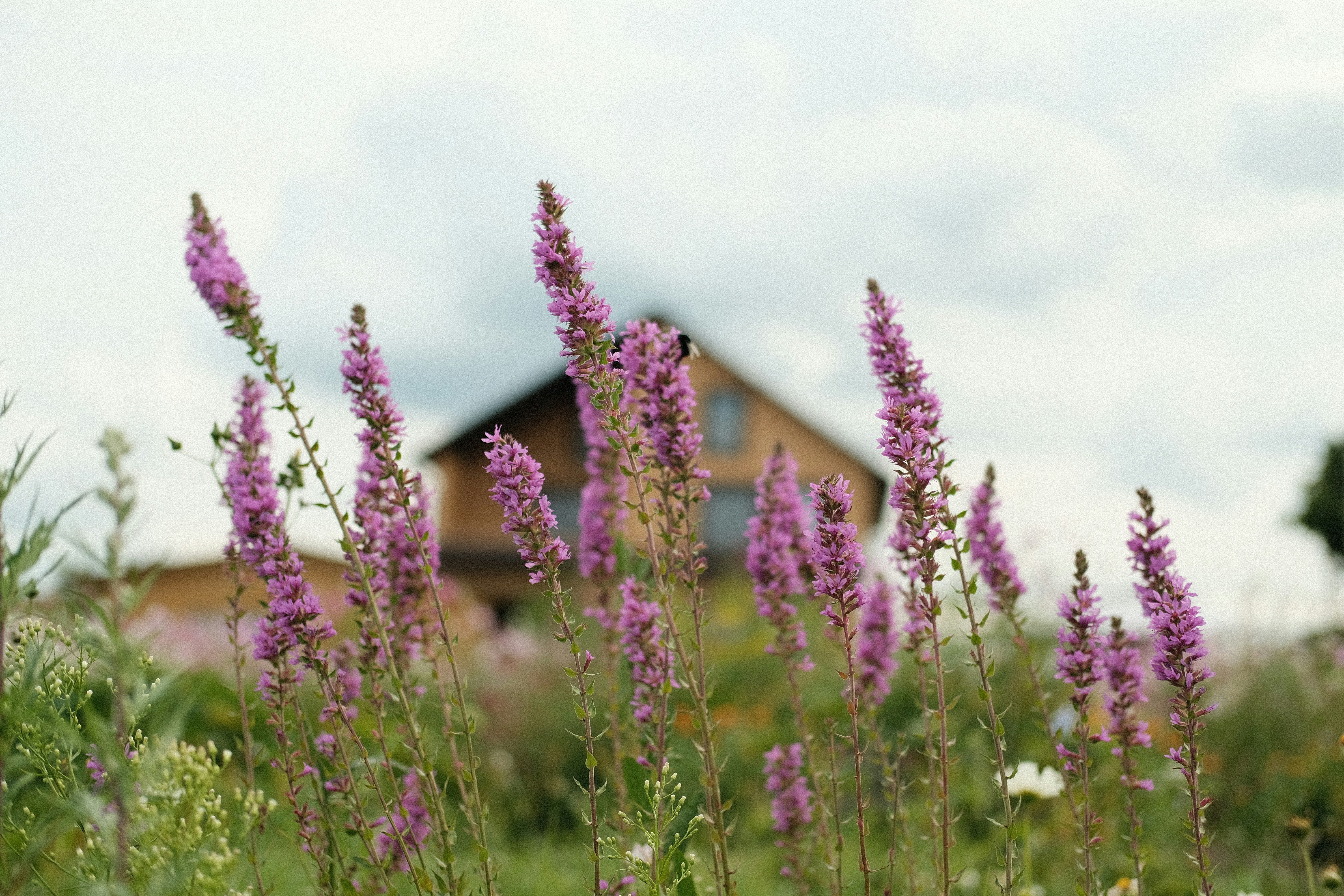 purple flower field during daytime
