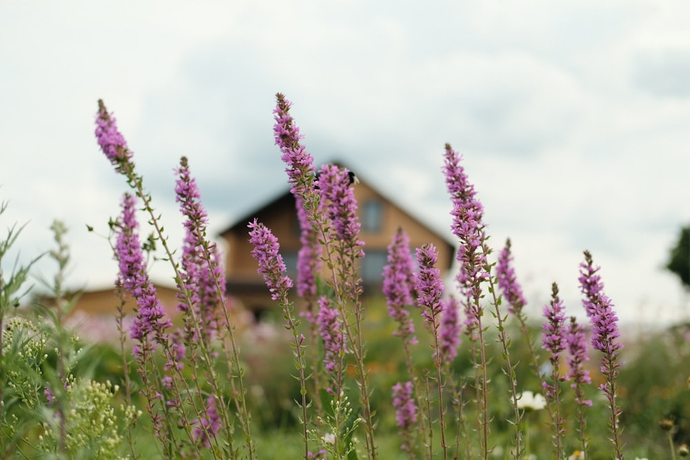 purple flower field during daytime