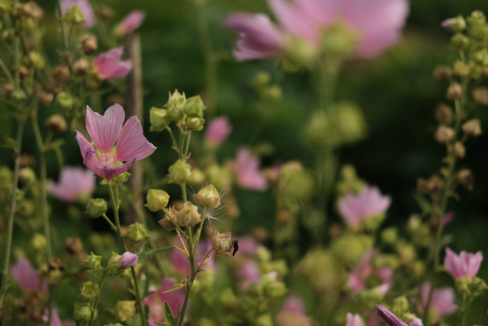 purple flower in tilt shift lens