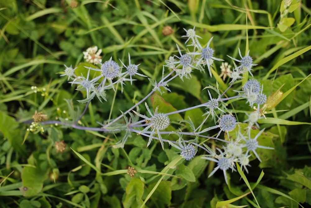 white flowers in tilt shift lens