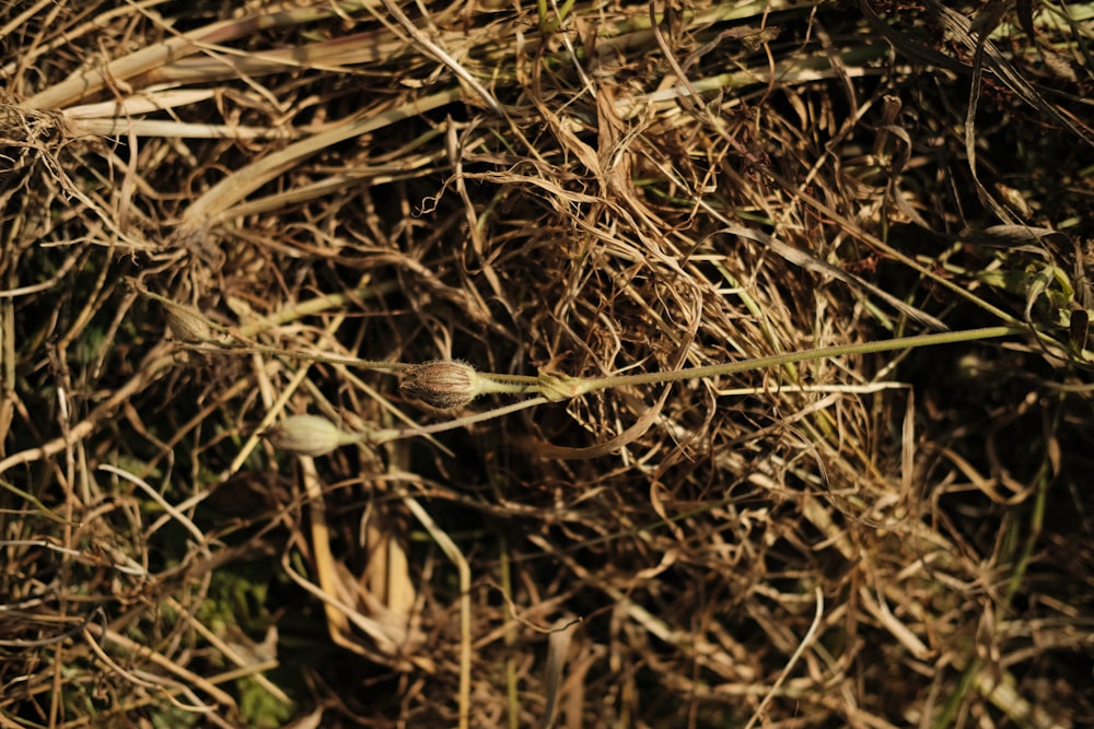클로즈업 사진의 갈색 마른 잔디