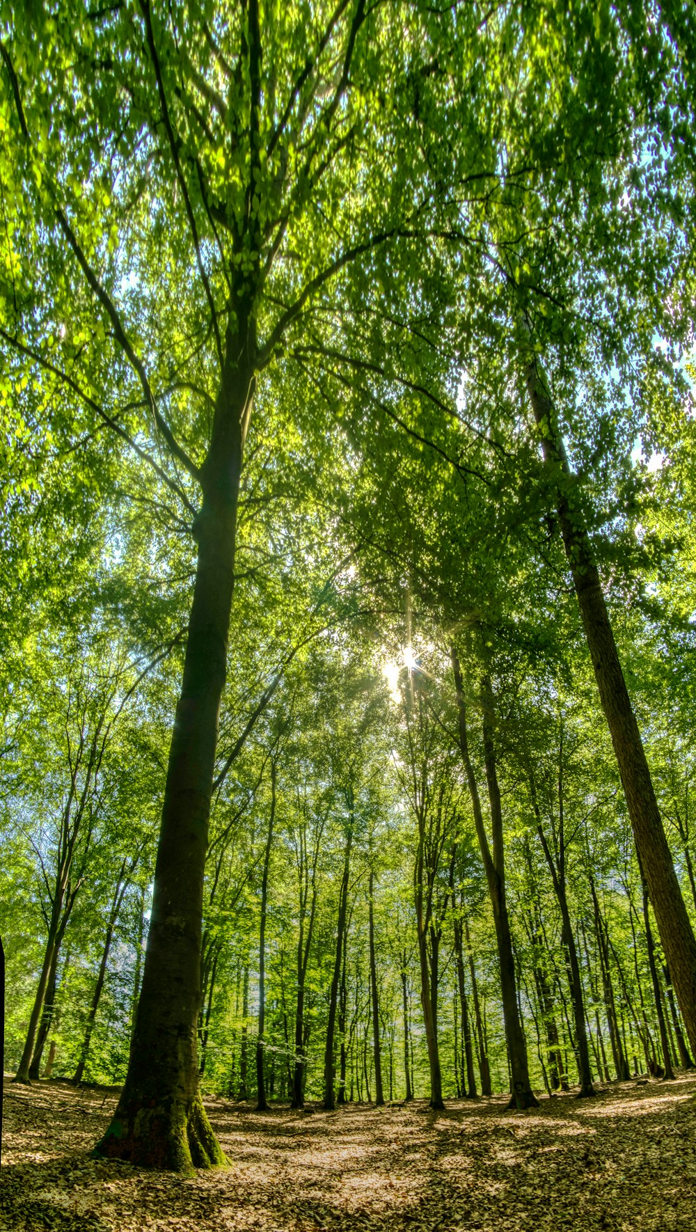 Grüne Bäume unter sonnigem Himmel