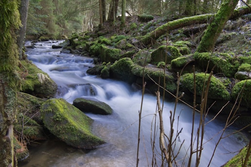 A serene forest scene featuring a flowing stream surrounded by lush, moss-covered rocks and trees. The water cascades gently over the rocks, creating a calming, continuous motion. The forest is dense with tall trees and thick vegetation, with sunlight filtering through the branches.