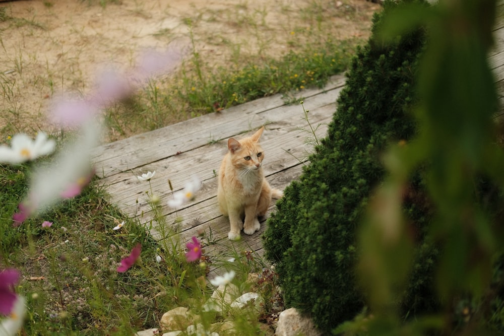 灰色の木製の小道にオレンジ色のぶち猫