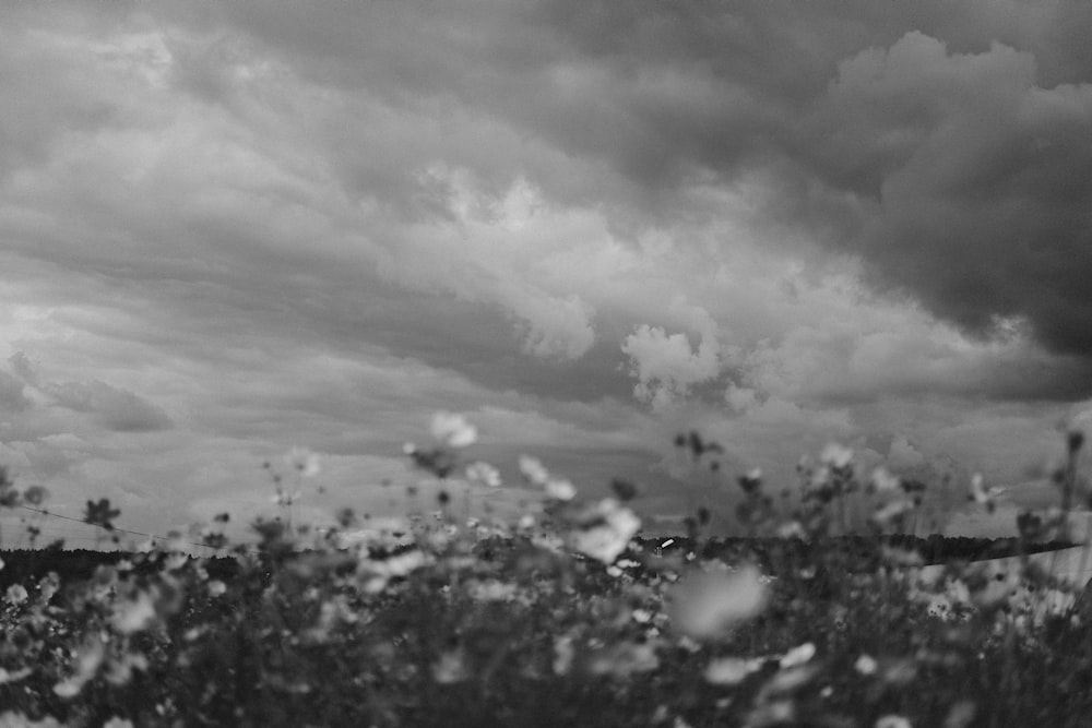 grayscale photo of trees under cloudy sky