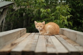 orange tabby cat lying on brown wooden plank