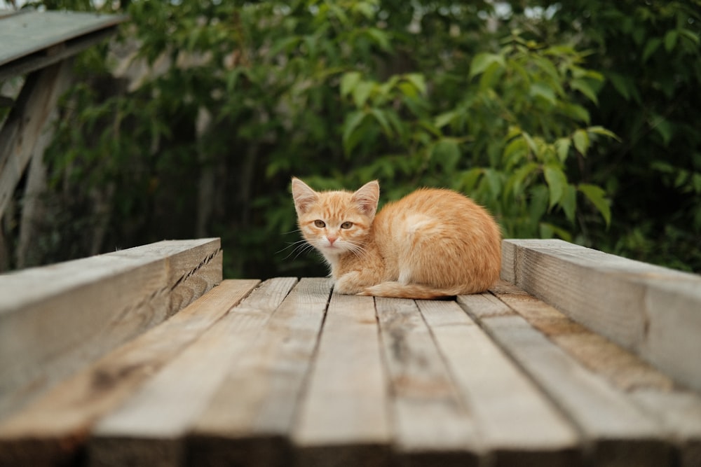 갈색 나무 판자에 누워 있는 주황색 얼룩무늬 고양이