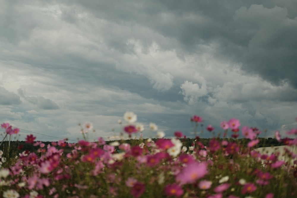 pink flowers under cloudy sky during daytime