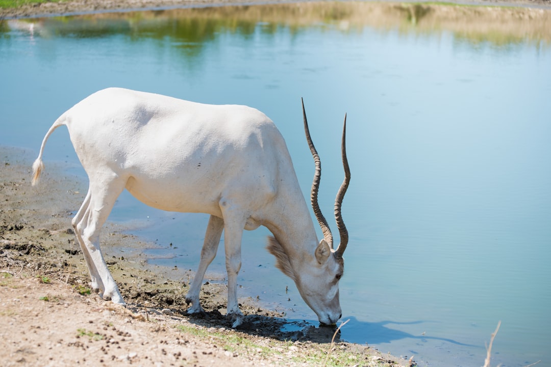 white animal on brown soil near lake during daytime