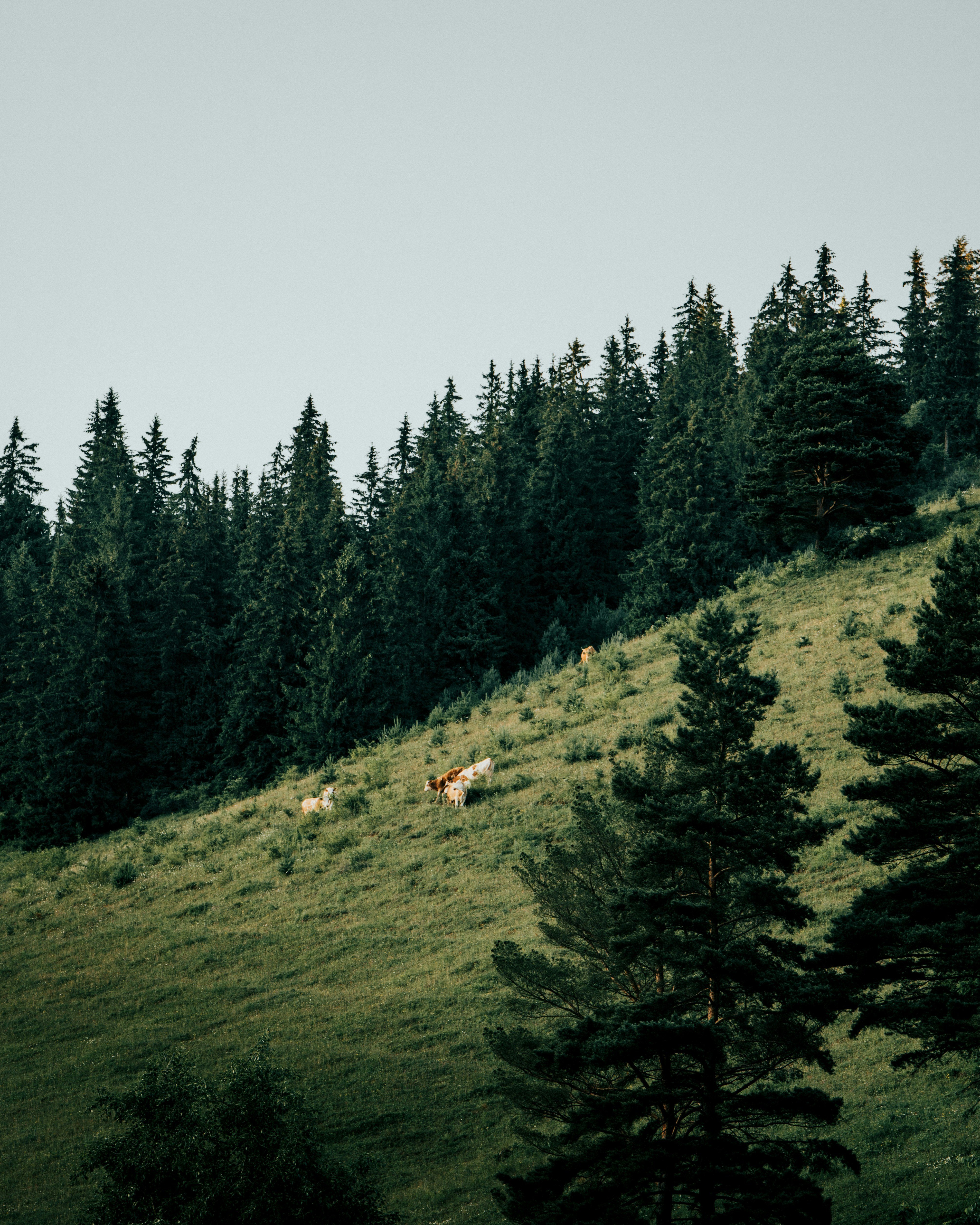 Photo by tamas_tuzeskatai