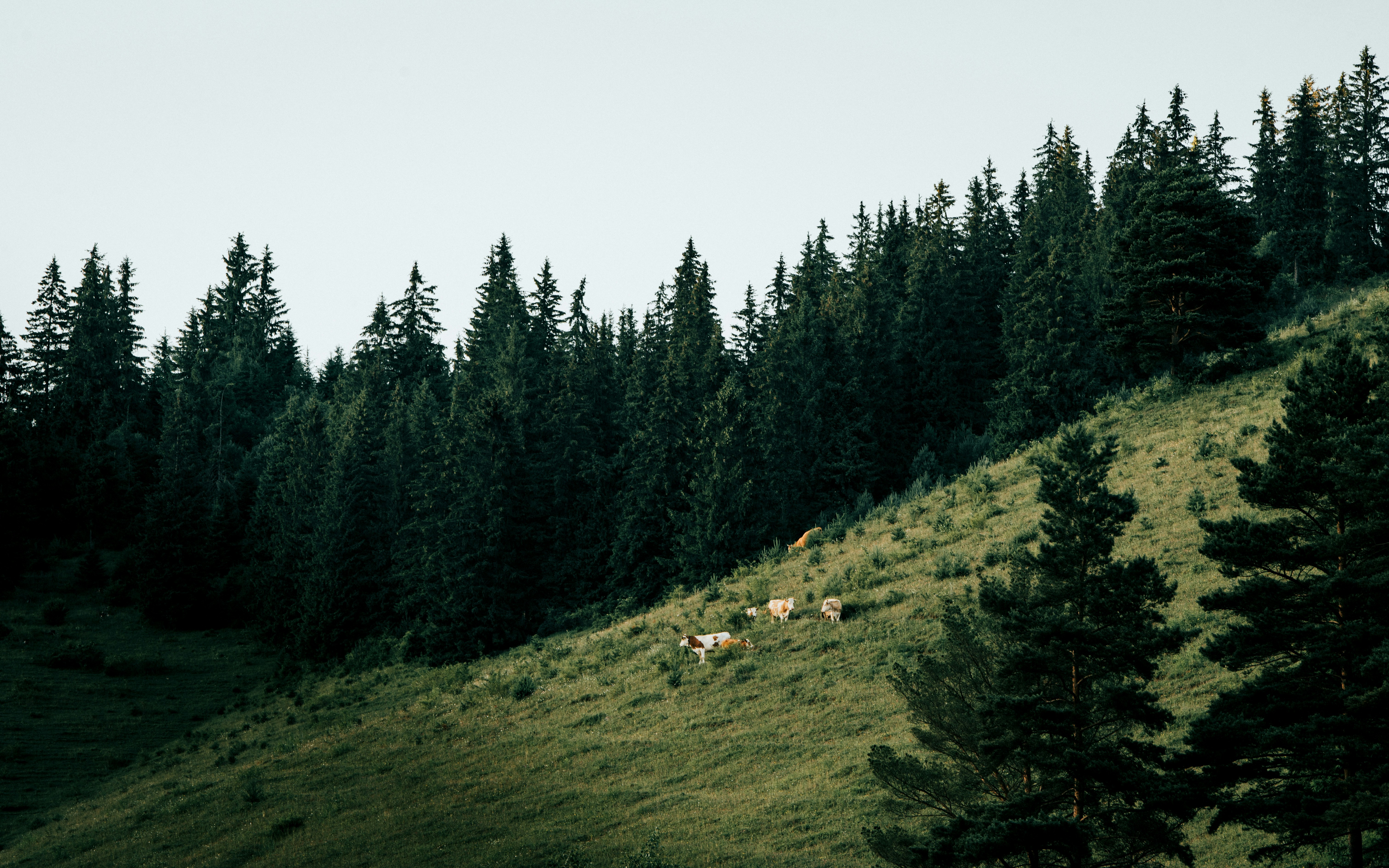 Photo by tamas_tuzeskatai