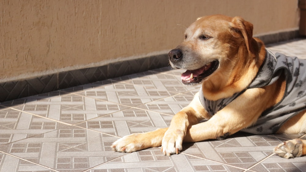cão de pelagem curta marrom e branco deitado em azulejos de piso de cerâmica branca