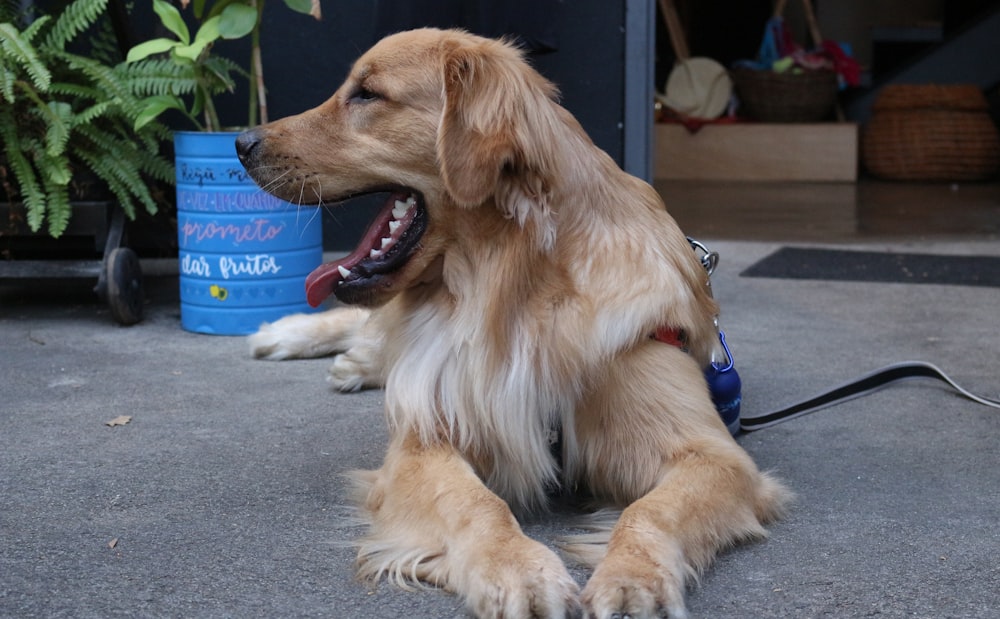 golden retriever lying on floor