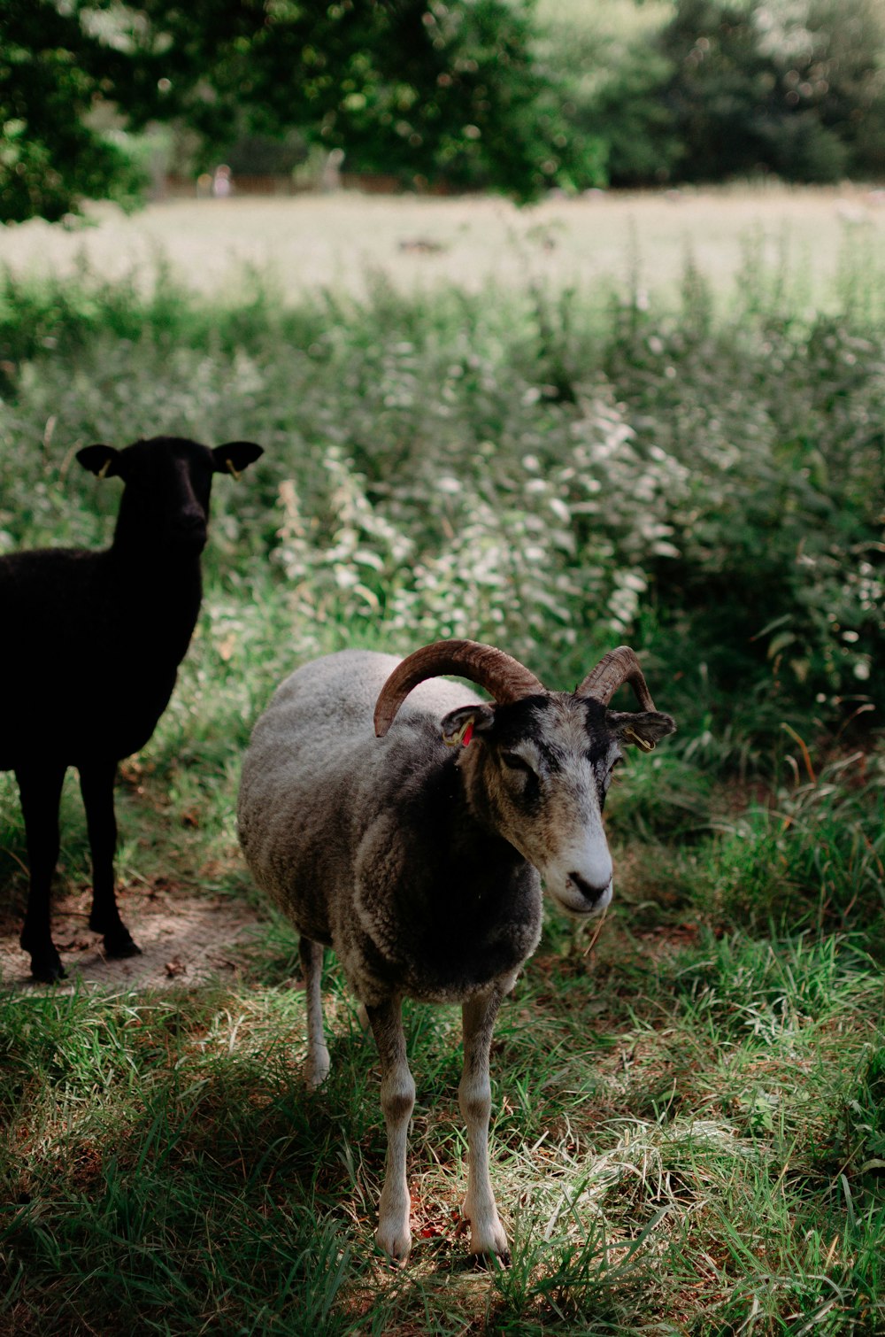 black and white ram on green grass field during daytime