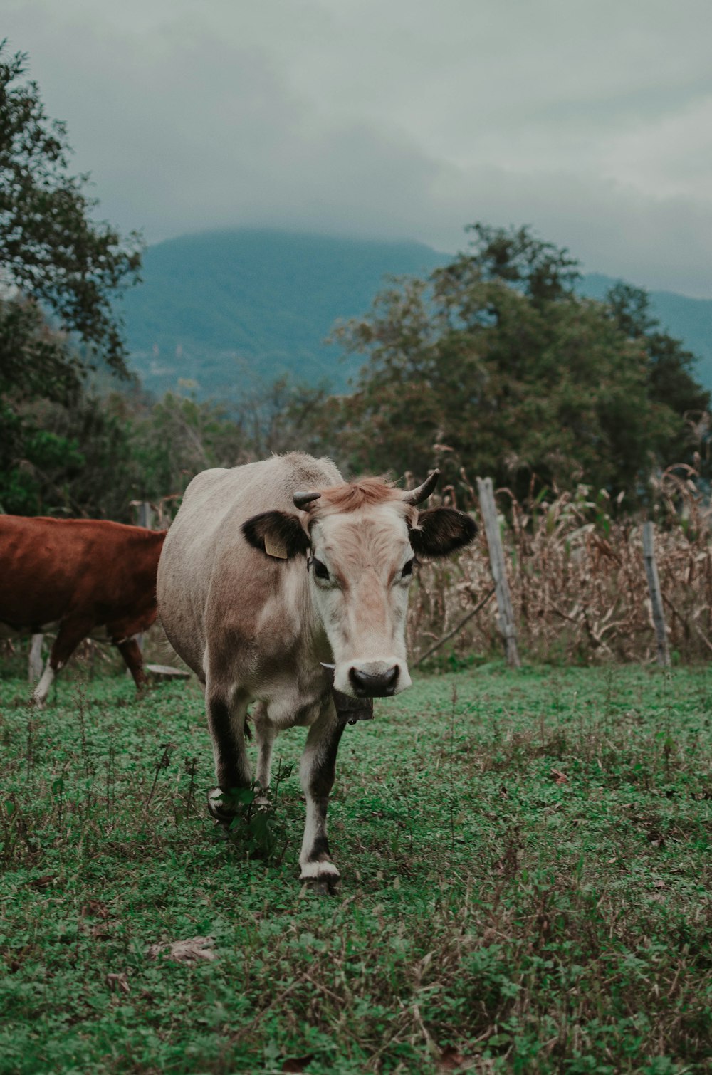 brown and white cow on green grass field during daytime