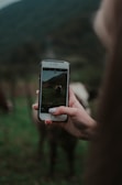 A close-up of a hand holding a smartphone, capturing a photo of a cow in a green field. The background features blurred greenery and a mountainous landscape.