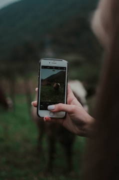 A close-up of a hand holding a smartphone, capturing a photo of a cow in a green field. The background features blurred greenery and a mountainous landscape.