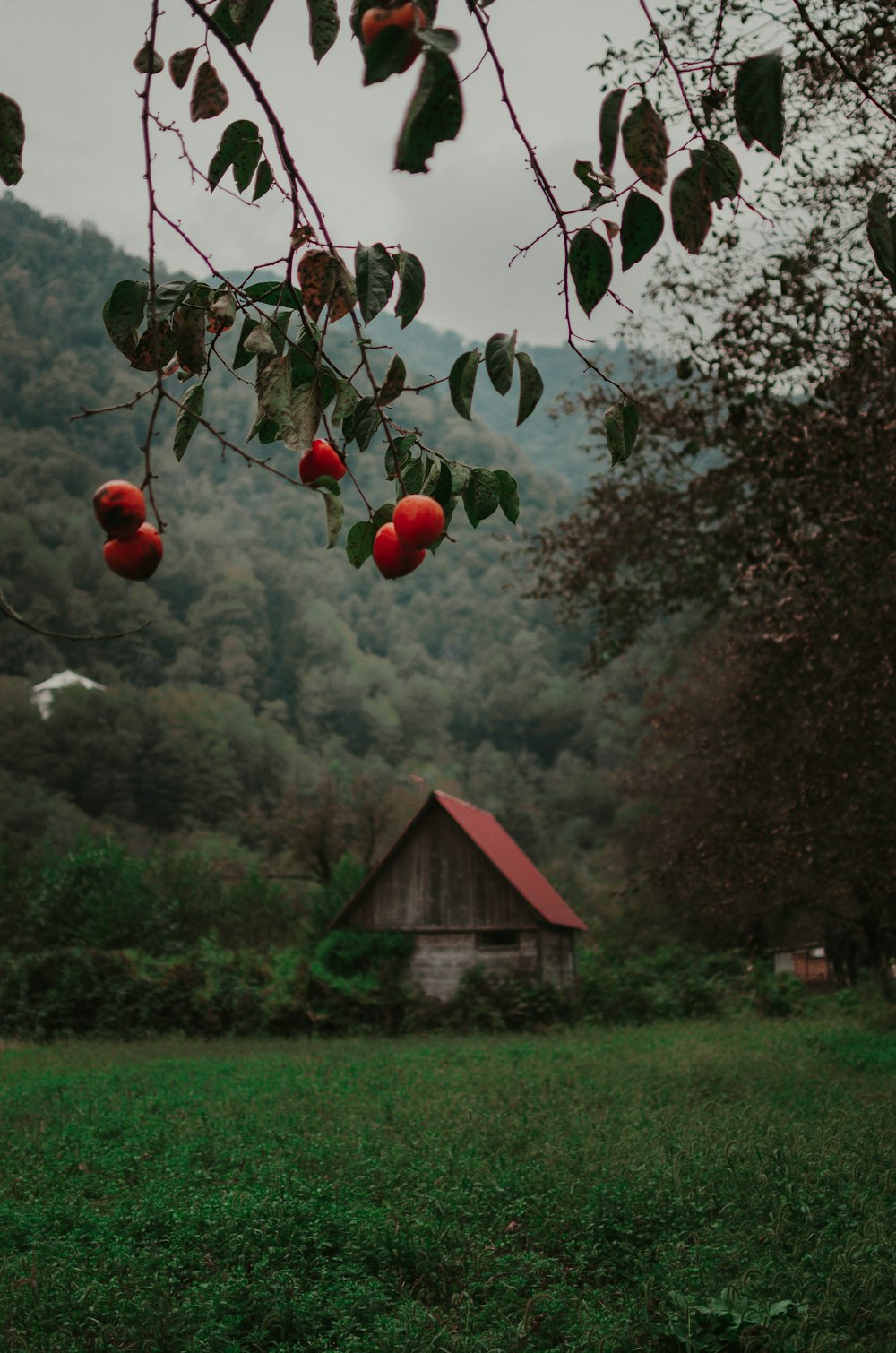 red fruit on brown tree