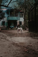 A rustic house with teal-painted balconies and window frames sits surrounded by bare trees and a fenced gate. An attentive dog stands on a dirt path leading up to the house, which has a calming, rural setting. The sky appears overcast, contributing to the tranquil, serene atmosphere.