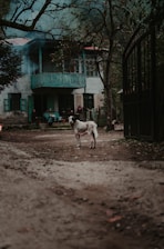 A rustic house with teal-painted balconies and window frames sits surrounded by bare trees and a fenced gate. An attentive dog stands on a dirt path leading up to the house, which has a calming, rural setting. The sky appears overcast, contributing to the tranquil, serene atmosphere.