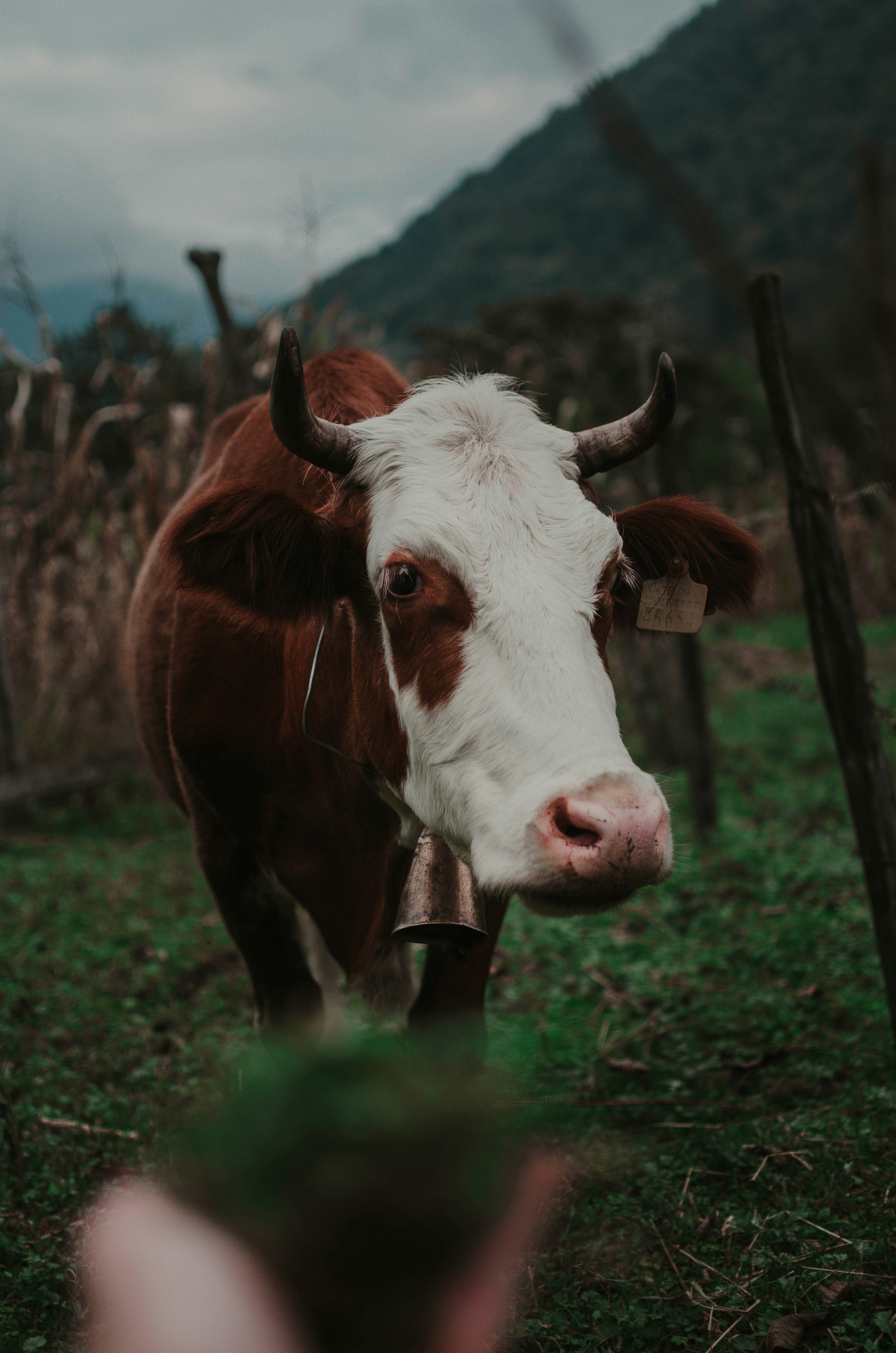 Photo by artemivanchencko