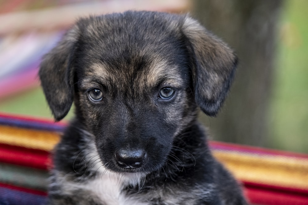 black and tan german shepherd puppy