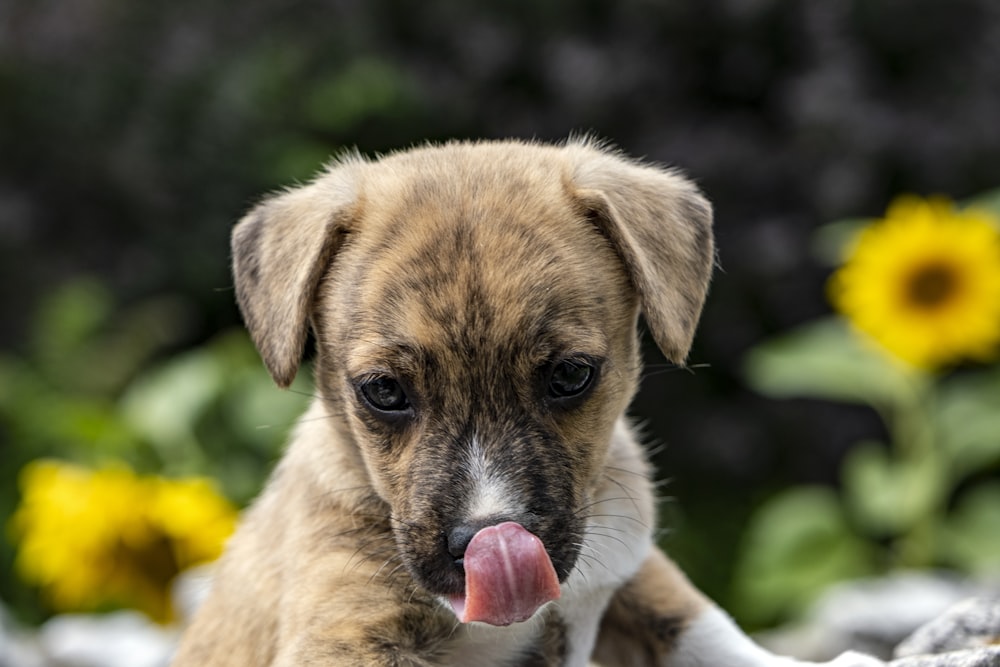 brown and white short coated small dog