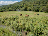 Farmers tending to free-range cattle in a lush green pasture