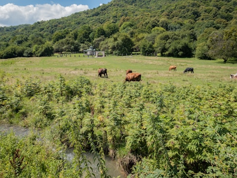 A lush green pasture with cattle grazing under a bright blue sky.