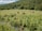 In a lush green pasture surrounded by dense trees and rolling hills, several cows graze peacefully. A clear blue sky with scattered white clouds stretches above. In the foreground, a small stream flows alongside tall grass and wild vegetation.