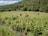 In a lush green pasture surrounded by dense trees and rolling hills, several cows graze peacefully. A clear blue sky with scattered white clouds stretches above. In the foreground, a small stream flows alongside tall grass and wild vegetation.