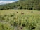 A happy farmer assessing healthy cattle in a lush, green pasture.