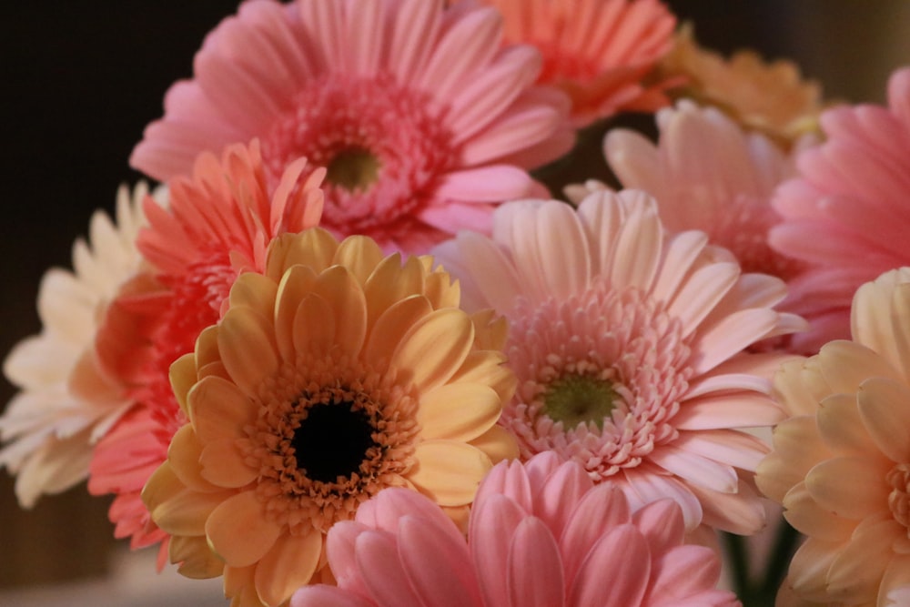 pink and yellow flowers in close up photography