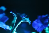 Close-up of vibrant plant tissue cultures glowing under lab lights.