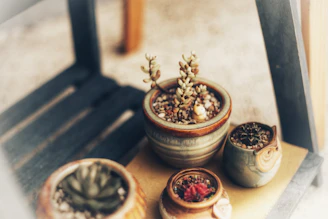 Cozy home garden corner with various succulents and cacti displayed alongside fresh quail eggs.