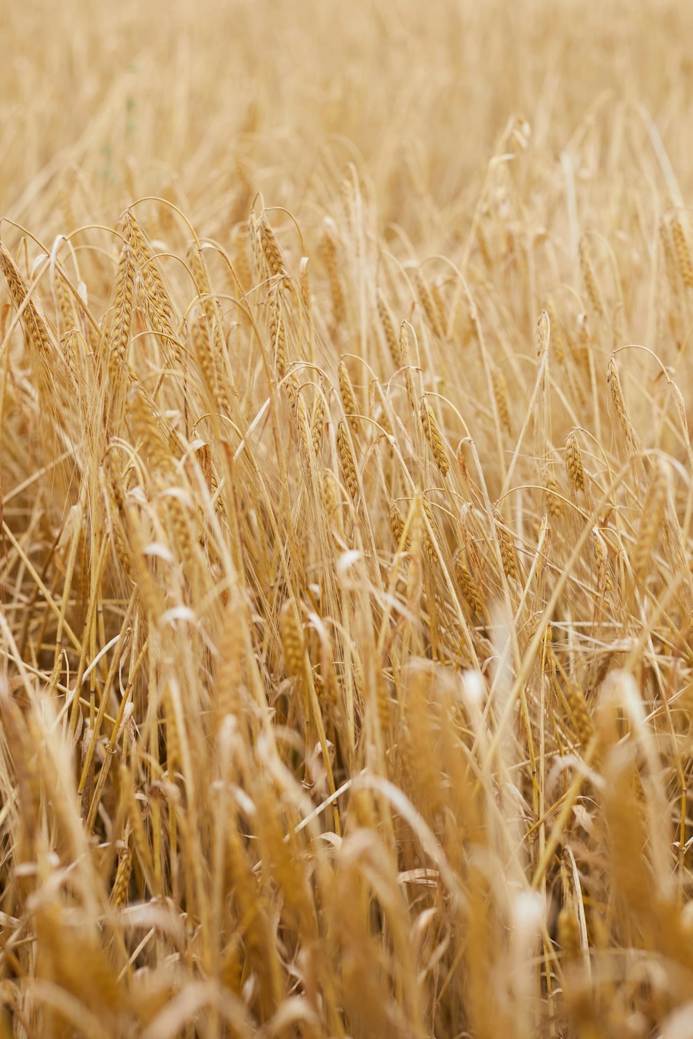 brown wheat field during daytime