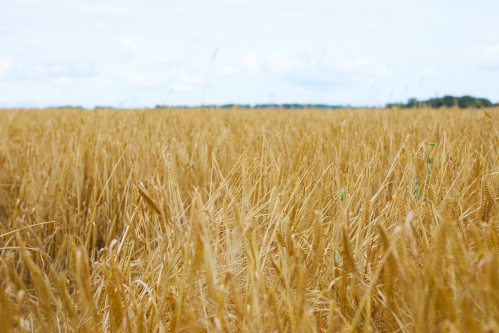 brown wheat field during daytime