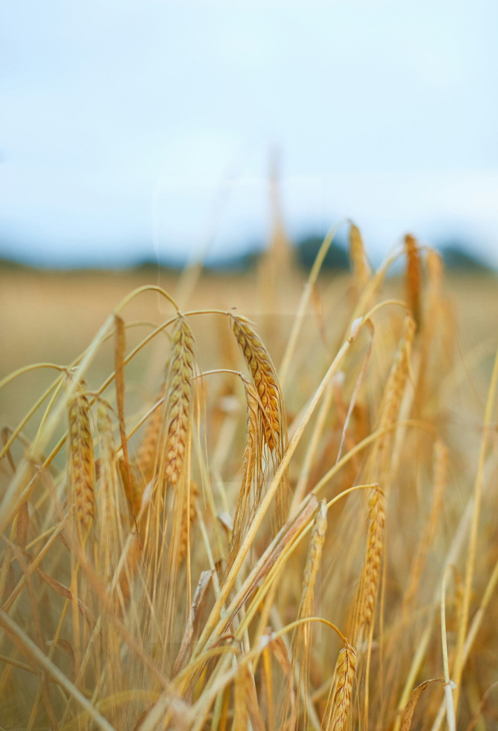 Canon EOS 5D Mark IV + Canon EF 50mm F1.2L USM sample photo. Brown wheat field during photography