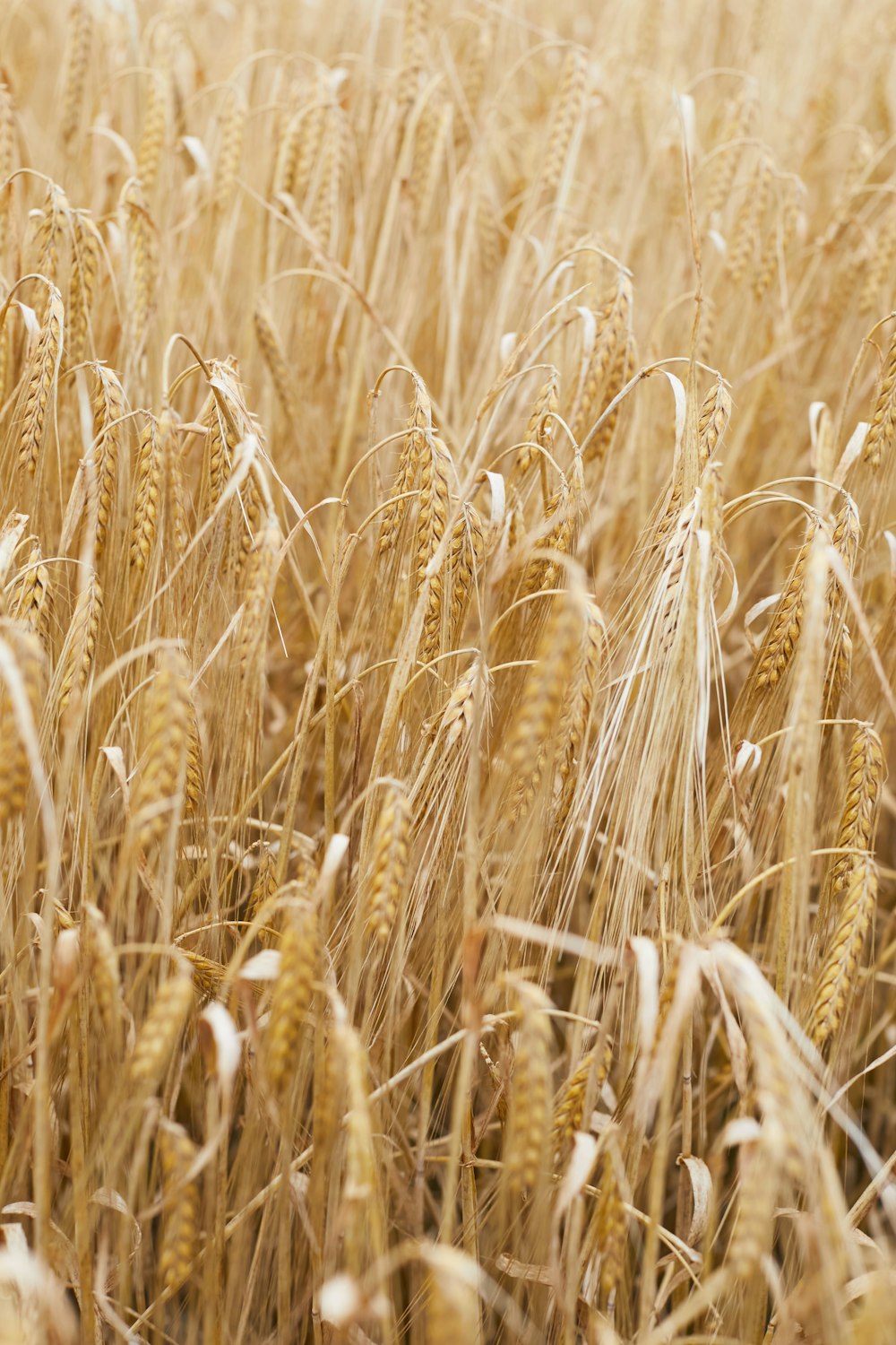 brown wheat field during daytime