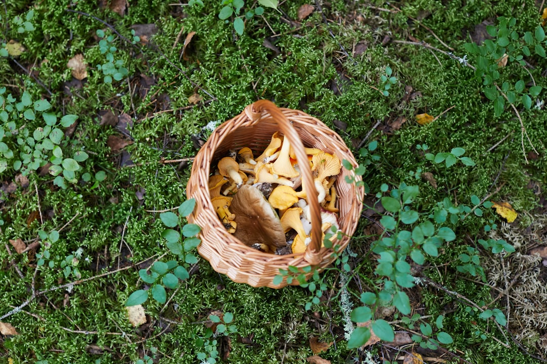 Oyster mushrooms for dogs
