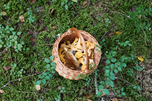 Anyaman bambu & hasil kebun warga
