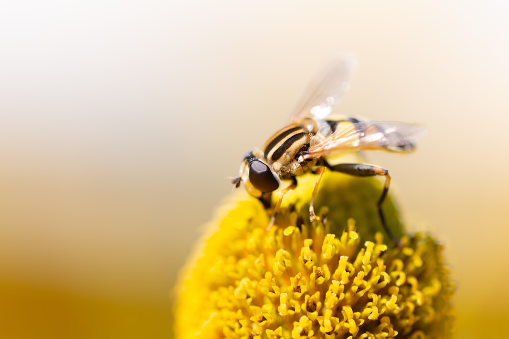 yellow and black bee on yellow flower