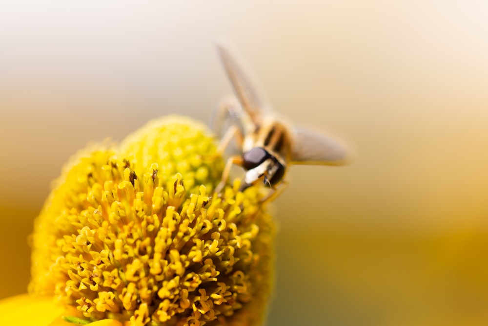 yellow and black bee on yellow flower