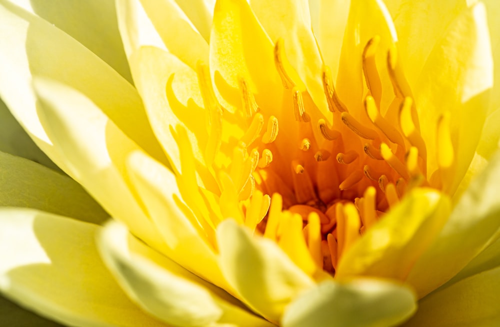 fleur jaune dans l’objectif macro