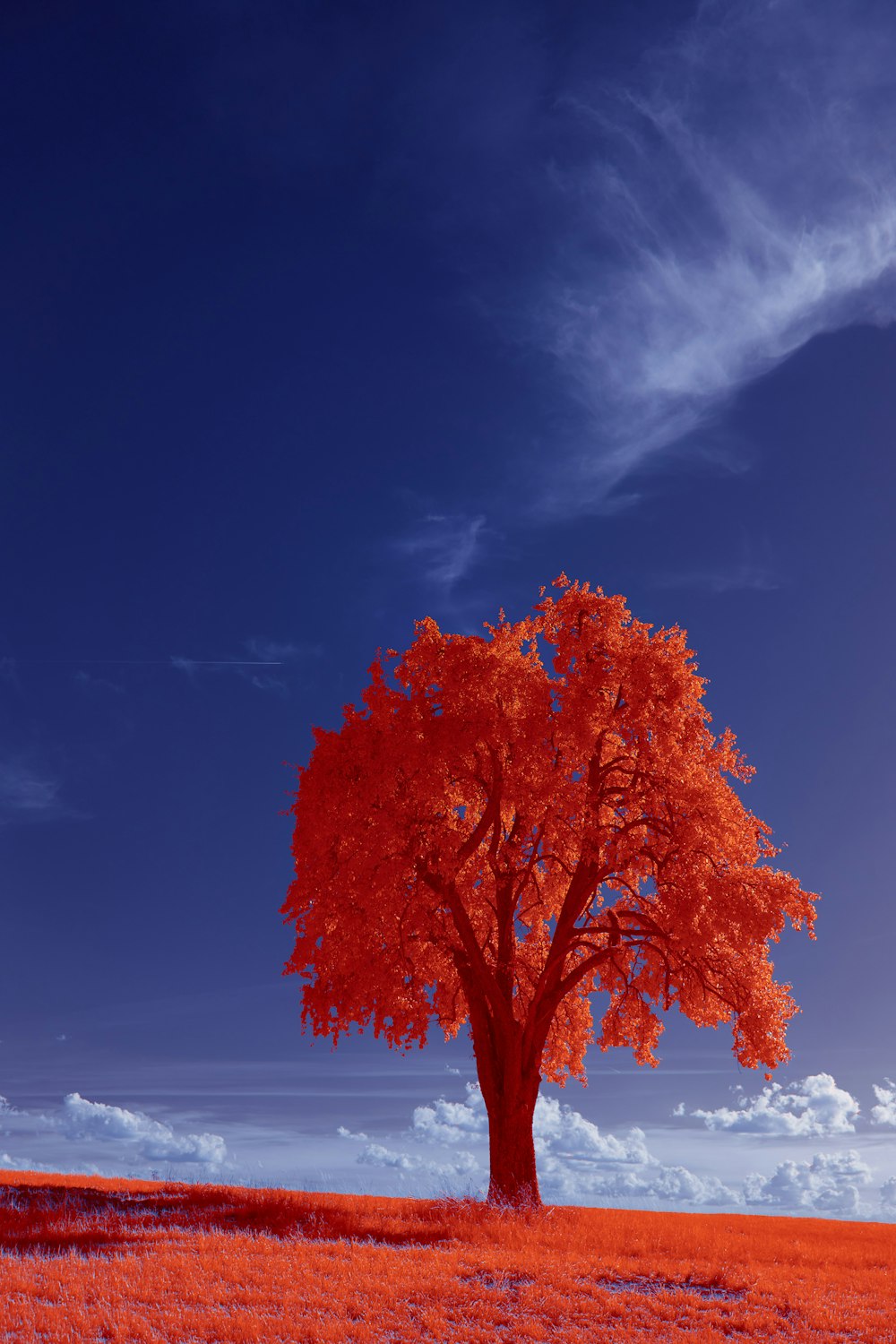 red leaf tree under blue sky